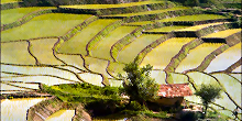 gilan-gallery